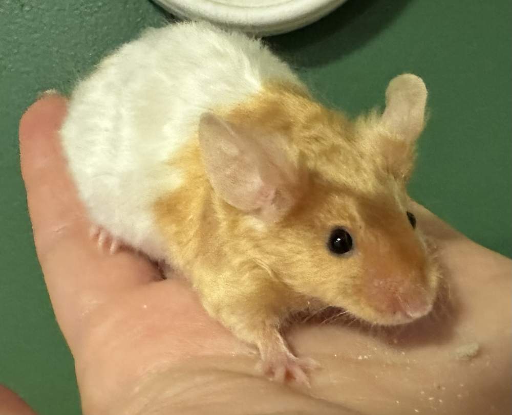 Fancy mouse Pet only Mus musculus 