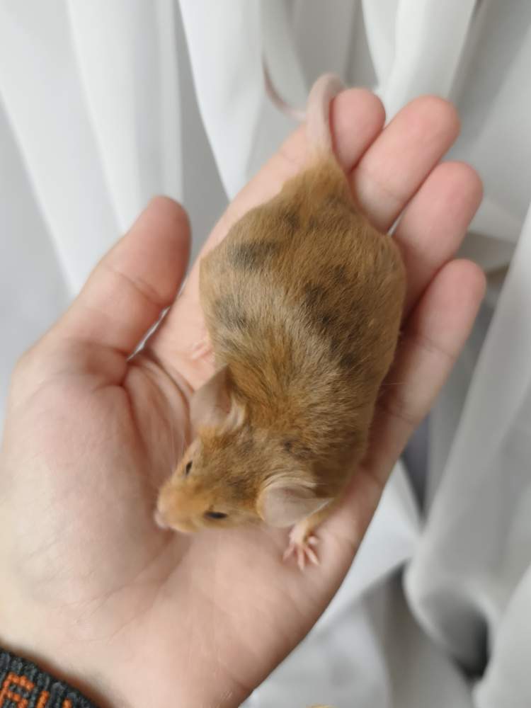 Fancy mouse Breeder Mus musculus 