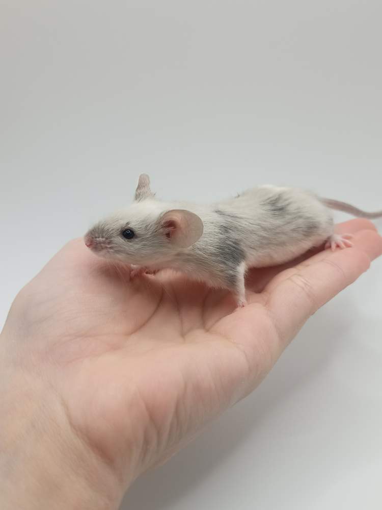 Fancy mouse Breeder Mus musculus 