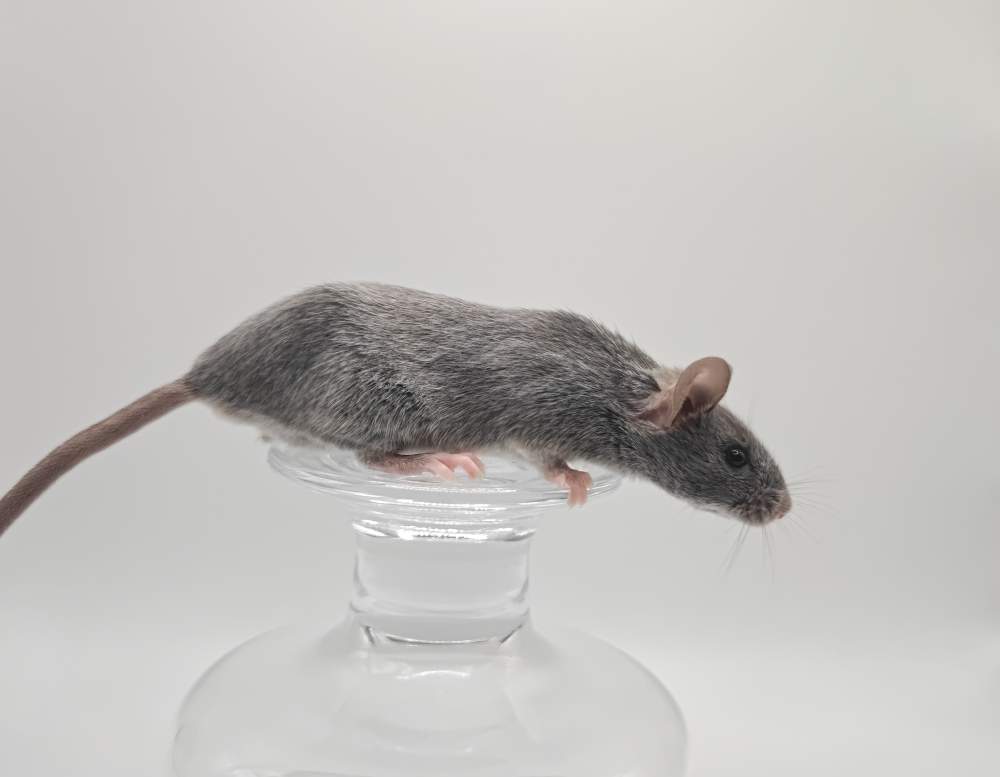 Fancy mouse Breeder Mus musculus 