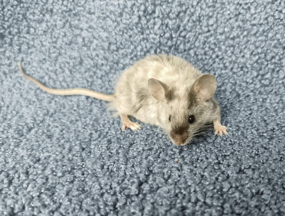 Fancy mouse Breeder Mus musculus 