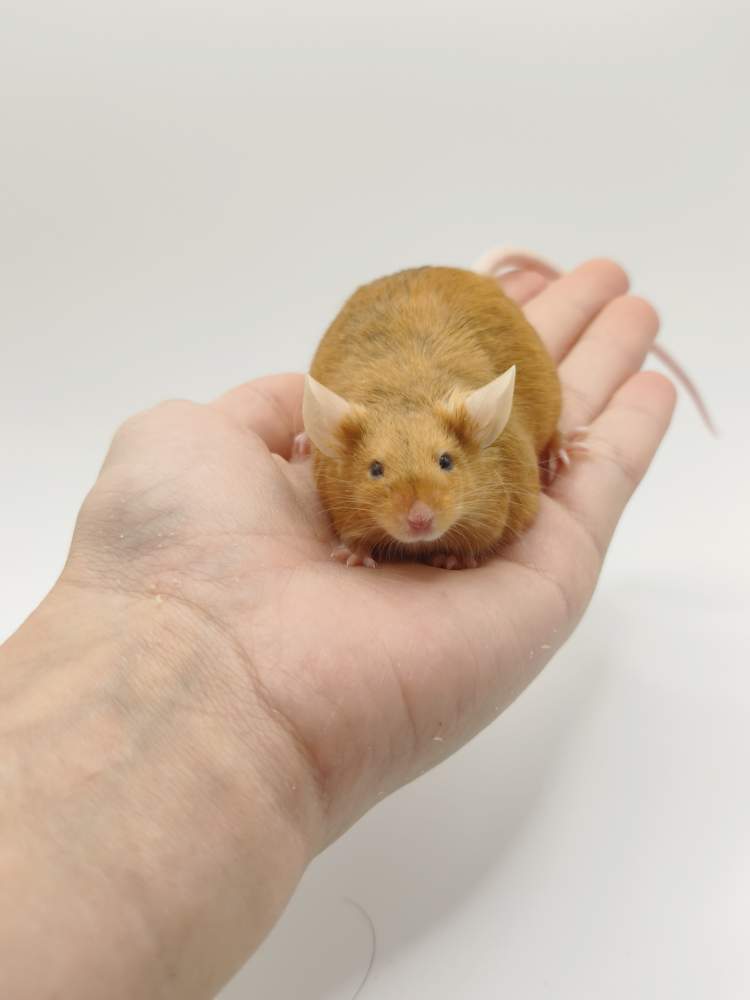 Fancy mouse Breeder Mus musculus 