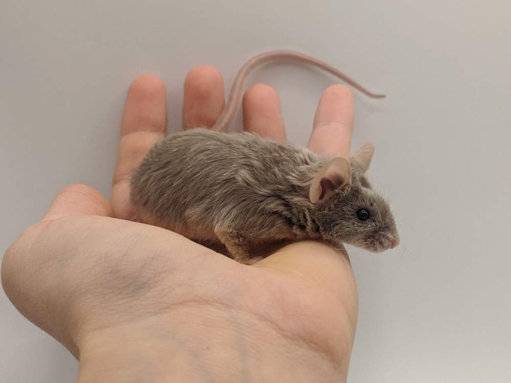 Fancy mouse Breeder Mus musculus 