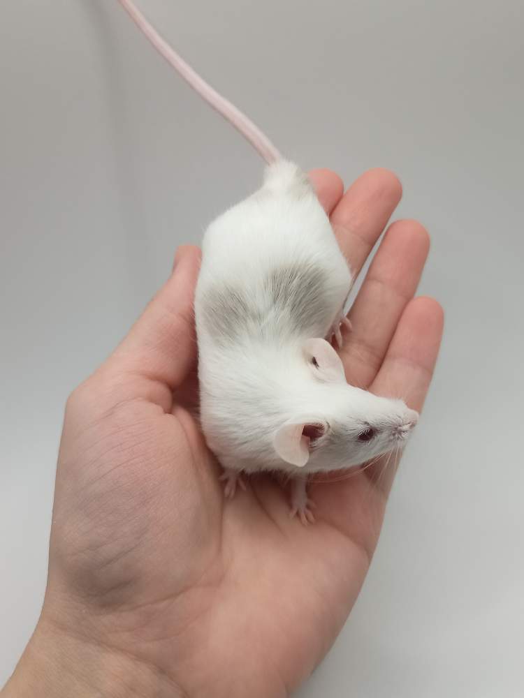 Fancy mouse Breeder Mus musculus 