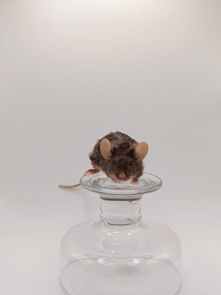 Fancy mouse Breeder Mus musculus 
