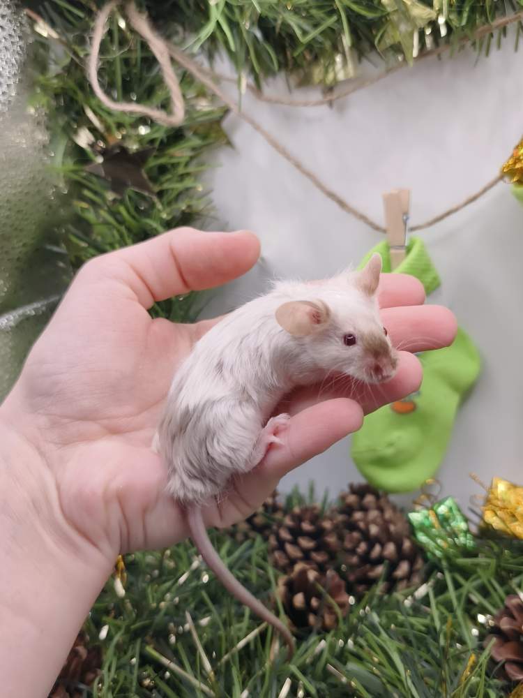 Fancy mouse Breeder Mus musculus 