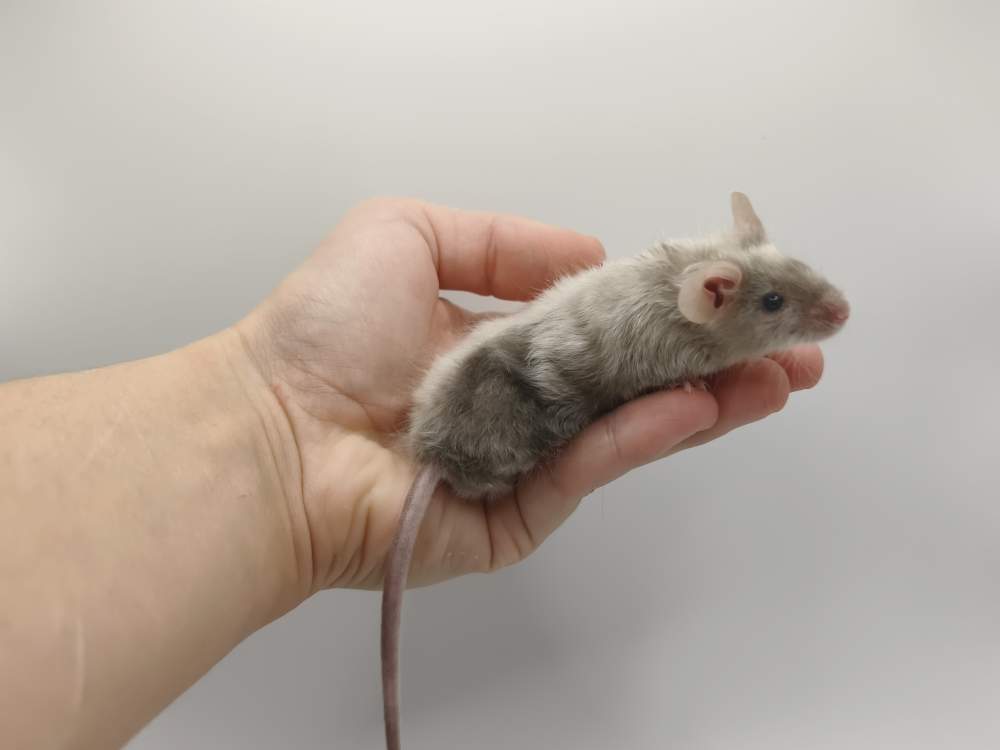 Fancy mouse Breeder Mus musculus 