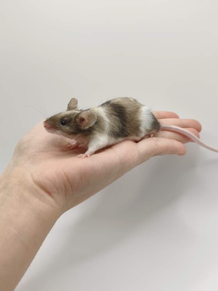 Fancy mouse Breeder Mus musculus 