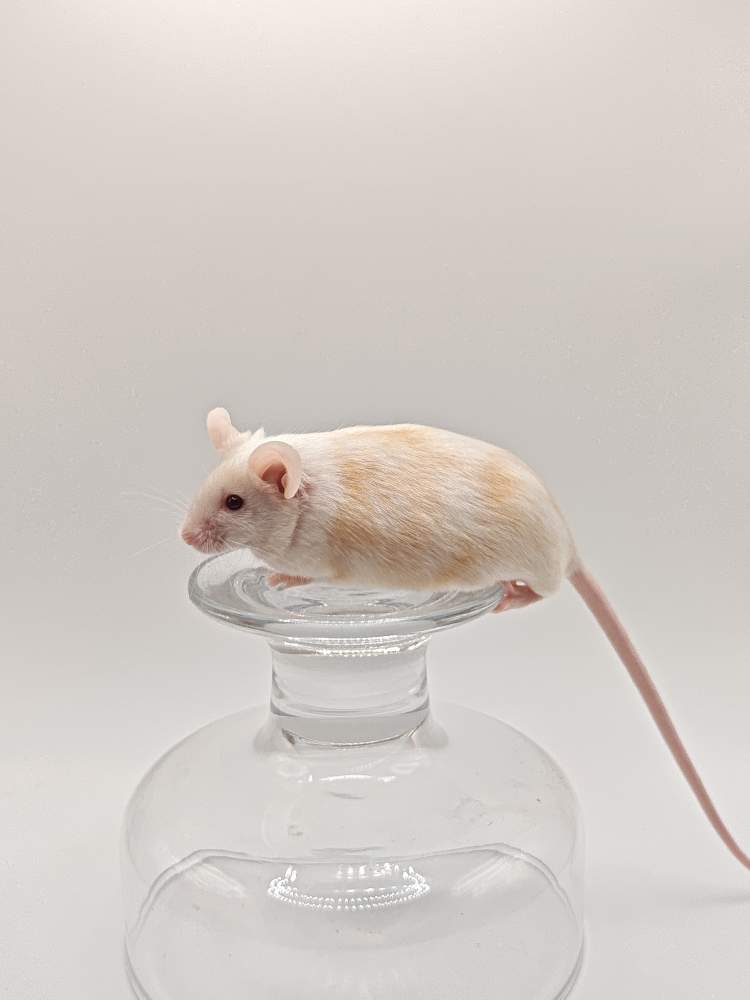 Fancy mouse Breeder Mus musculus 