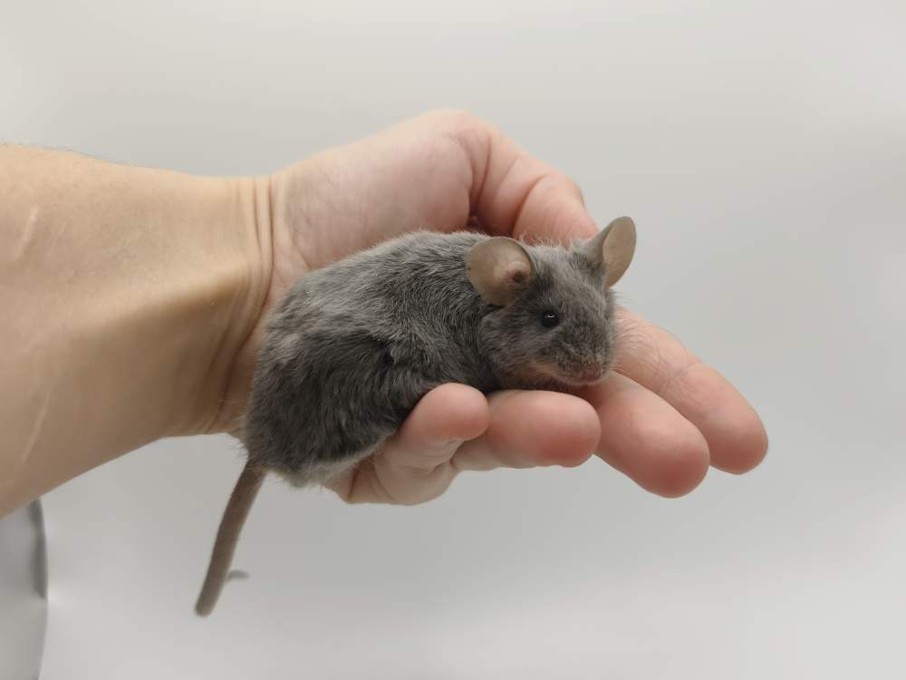 Fancy mouse Breeder Mus musculus 