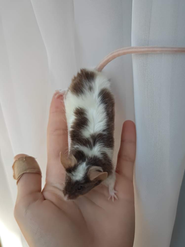 Fancy mouse Breeder Mus musculus 