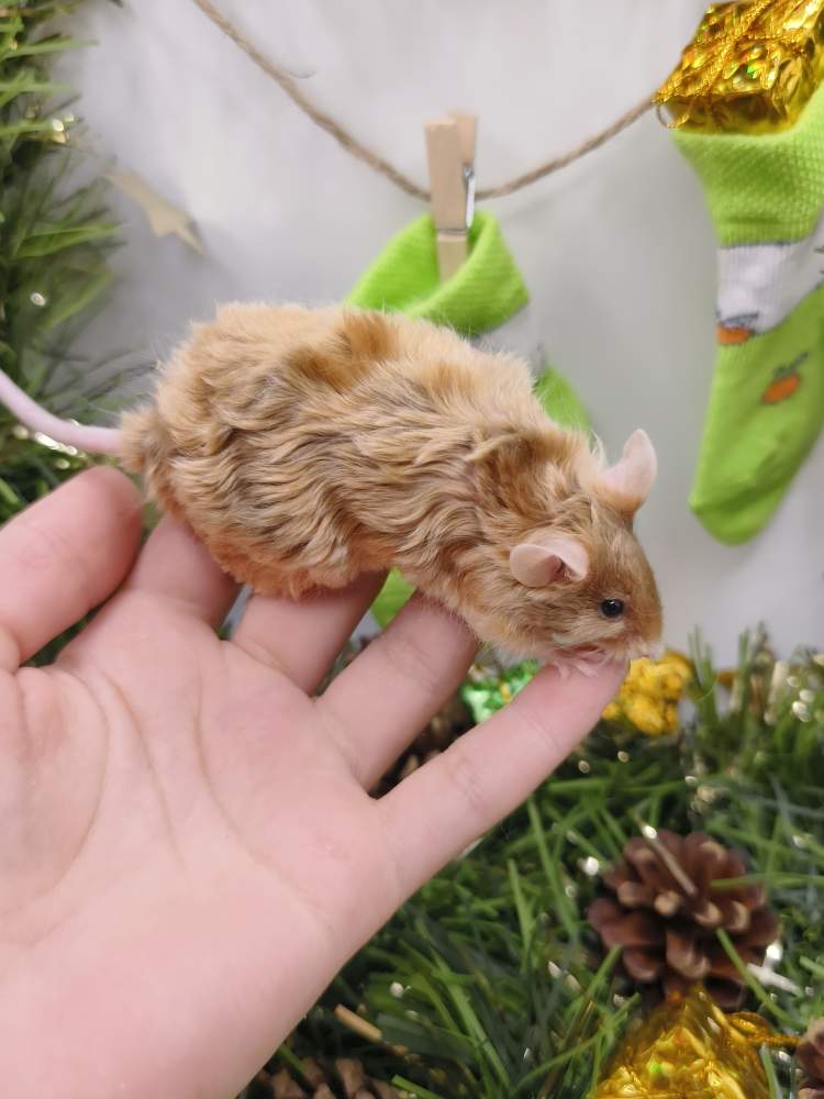 Fancy mouse Breeder Mus musculus 