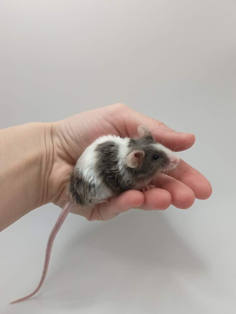 Fancy mouse Breeder Mus musculus 