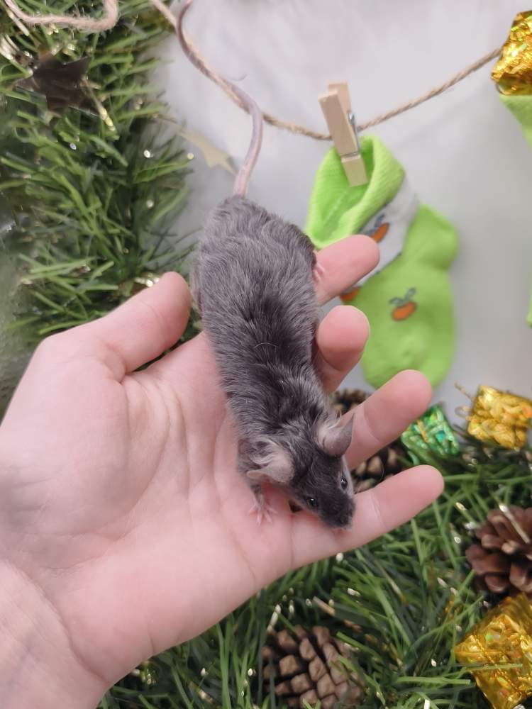 Fancy mouse Breeder Mus musculus 