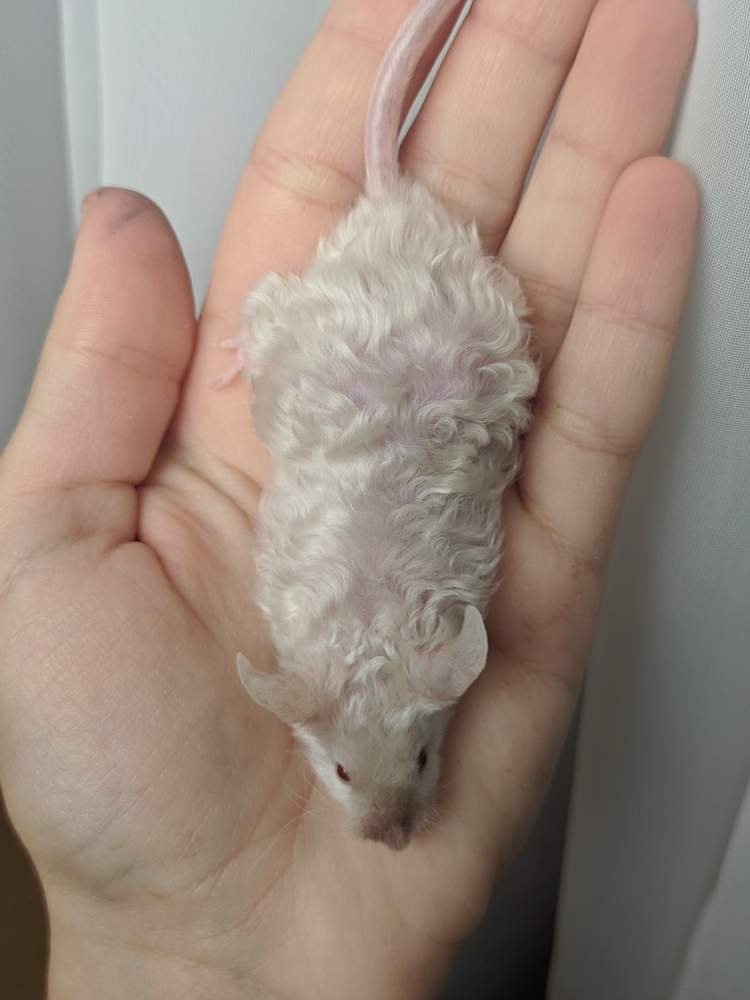 Fancy mouse Breeder Mus musculus 