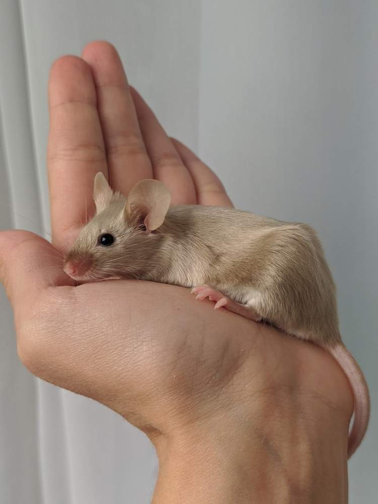 Fancy mouse Breeder Mus musculus 