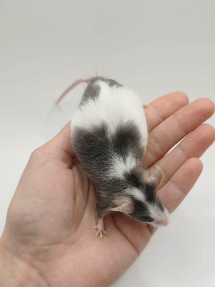 Fancy mouse Breeder Mus musculus 