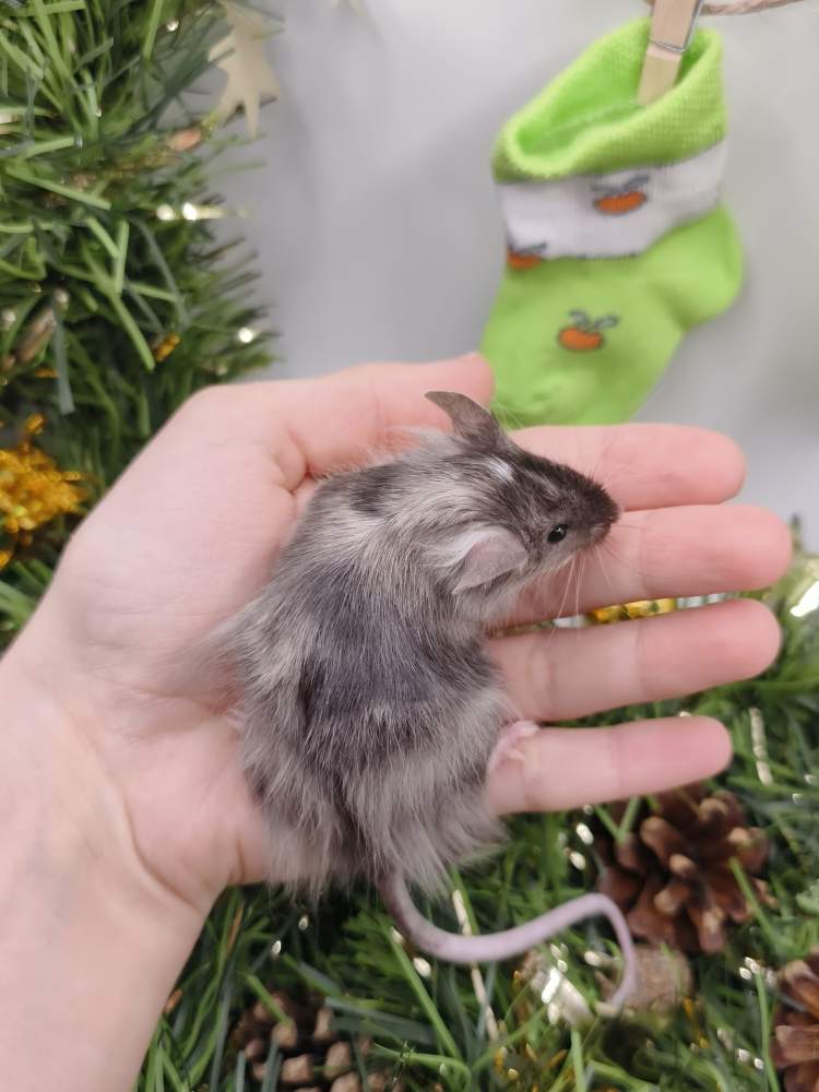 Fancy mouse Breeder Mus musculus 