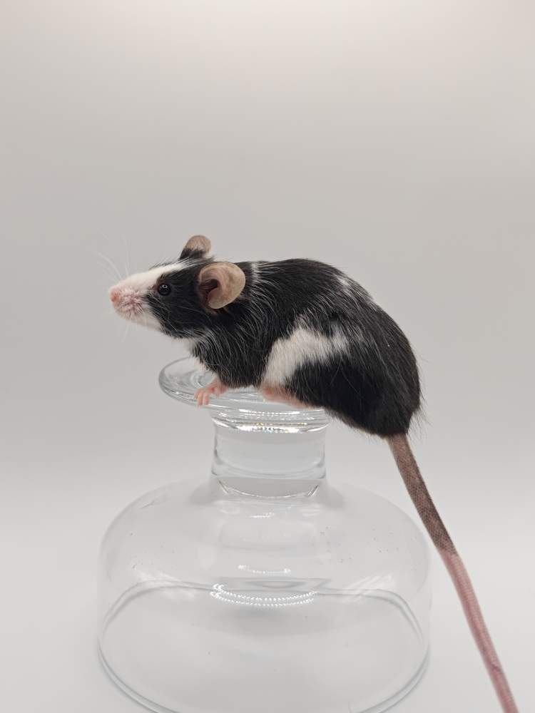 Fancy mouse Breeder Mus musculus 