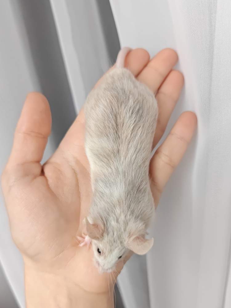 Fancy mouse Breeder Mus musculus 