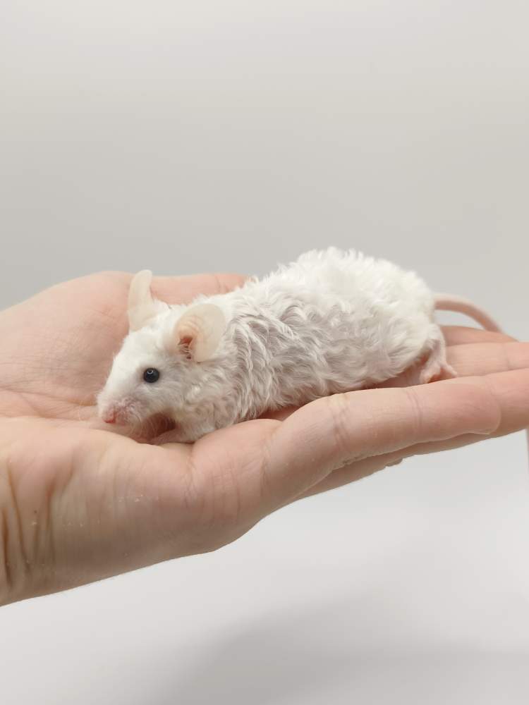 Fancy mouse Breeder Mus musculus 