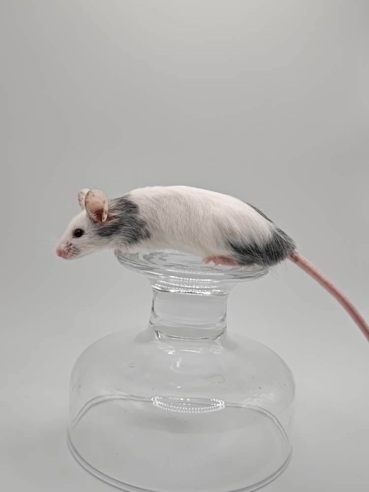 Fancy mouse Breeder Mus musculus 