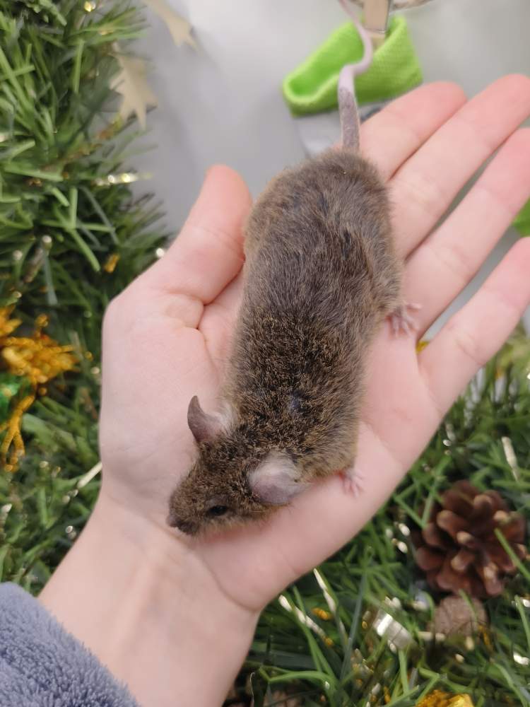 Fancy mouse Breeder Mus musculus 