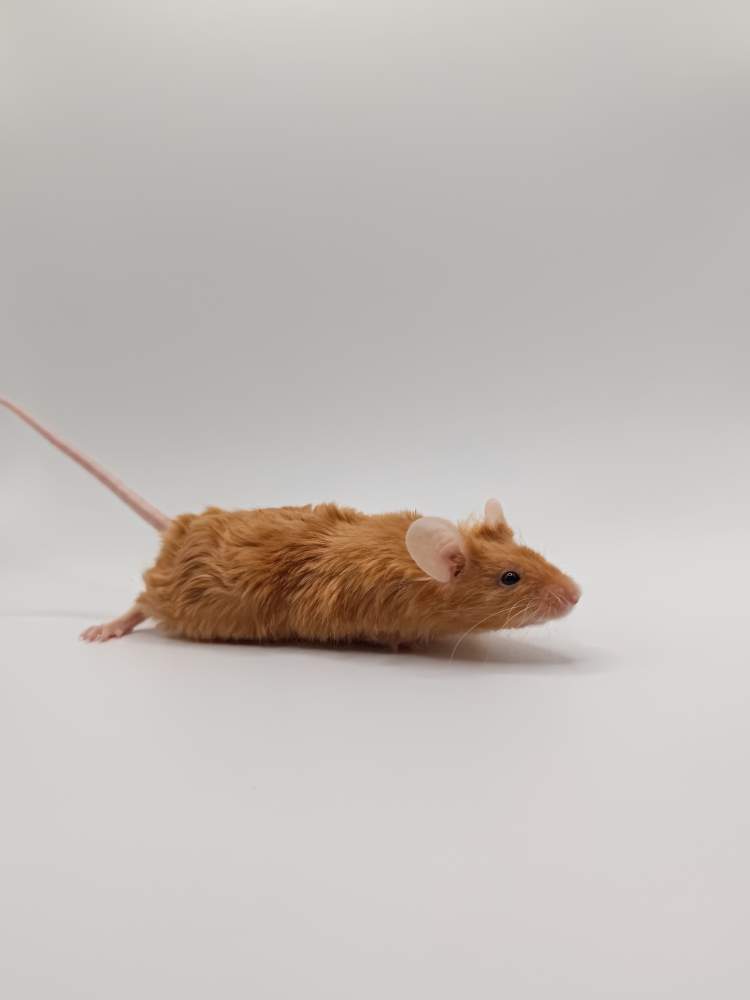 Fancy mouse Breeder Mus musculus 