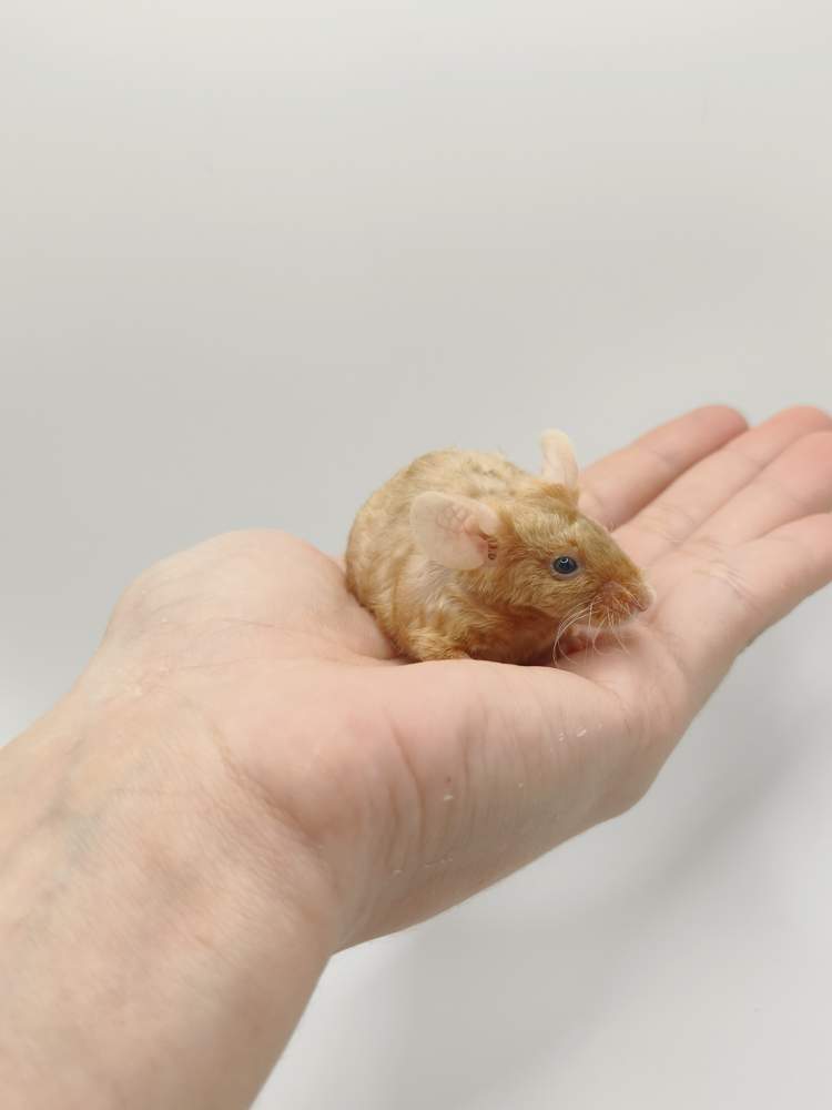 Fancy mouse Breeder Mus musculus 