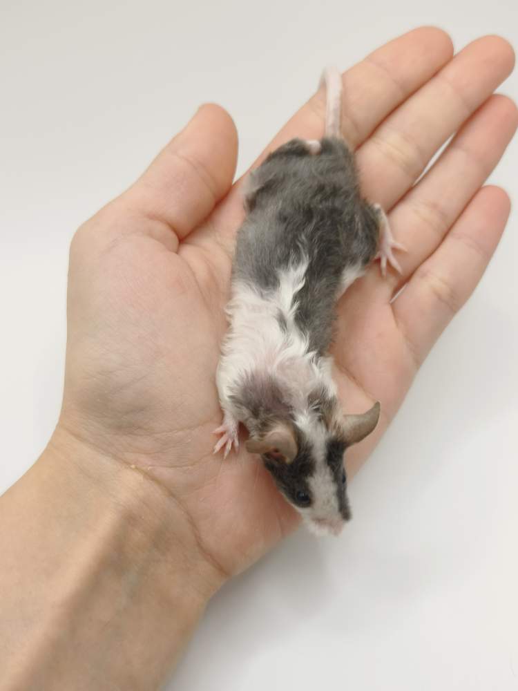 Fancy mouse Breeder Mus musculus 