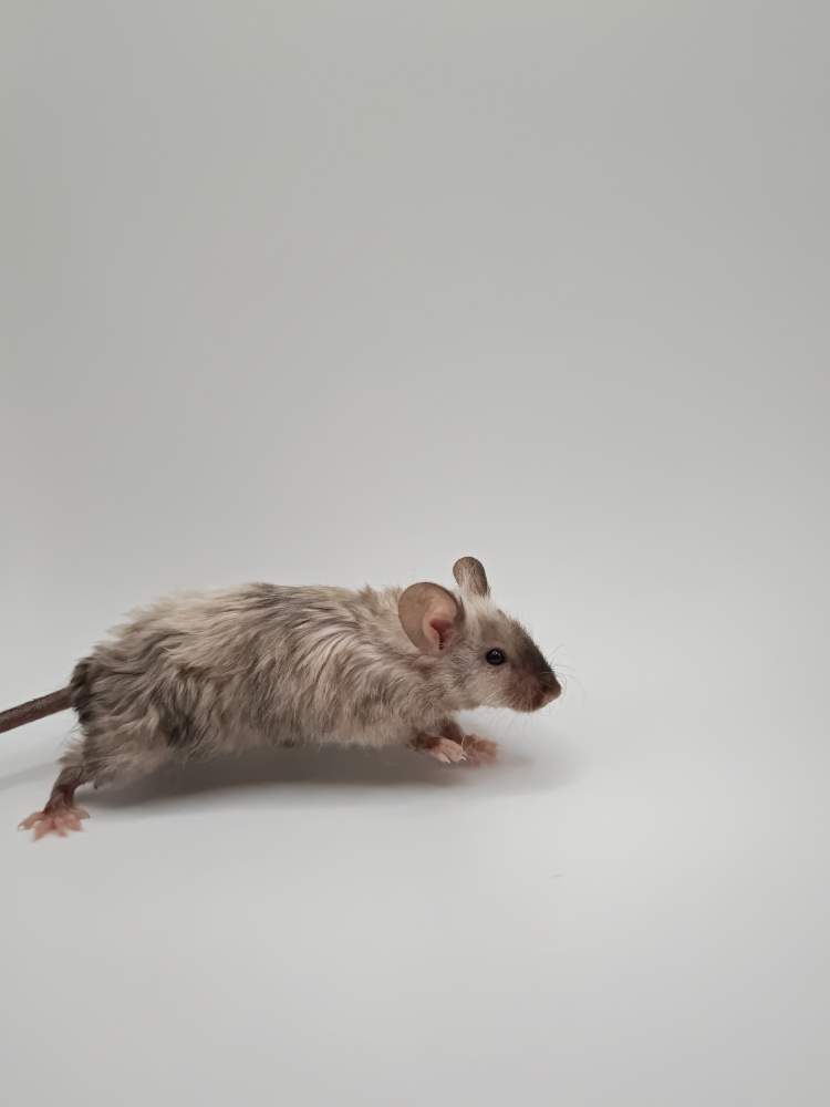 Fancy mouse Breeder Mus musculus 