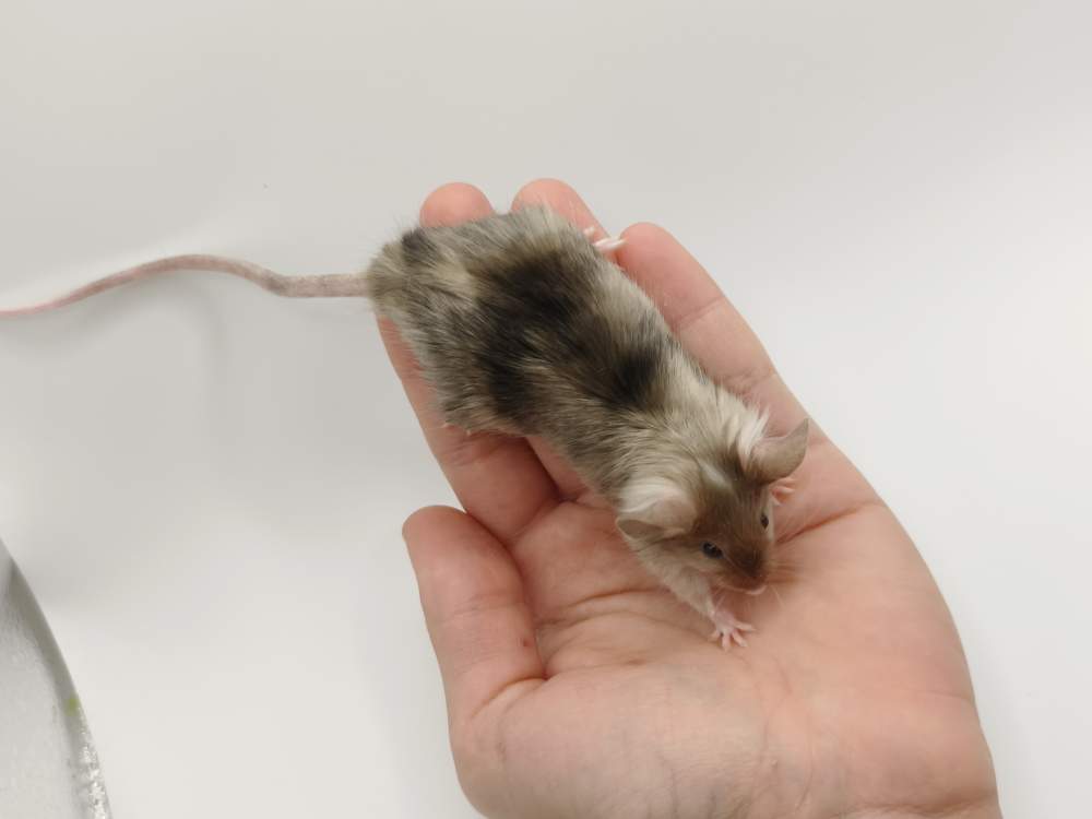 Fancy mouse Breeder Mus musculus 