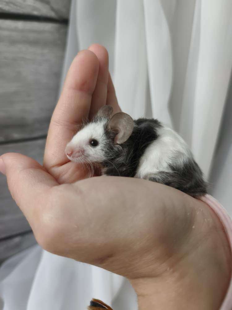 Fancy mouse Breeder Mus musculus 