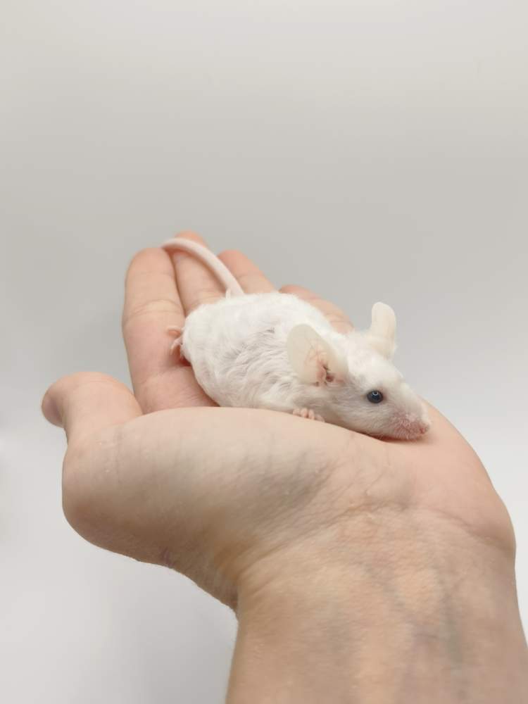 Fancy mouse Breeder Mus musculus 