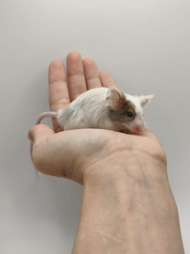 Fancy mouse Breeder Mus musculus 
