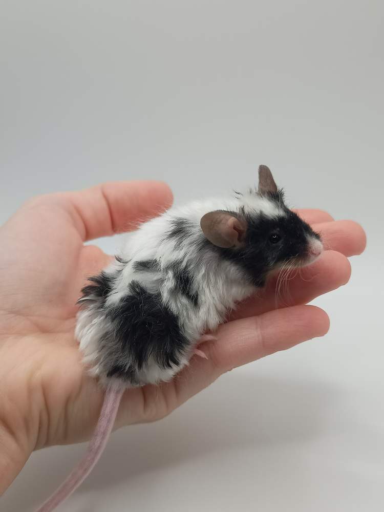 Fancy mouse Breeder Mus musculus 