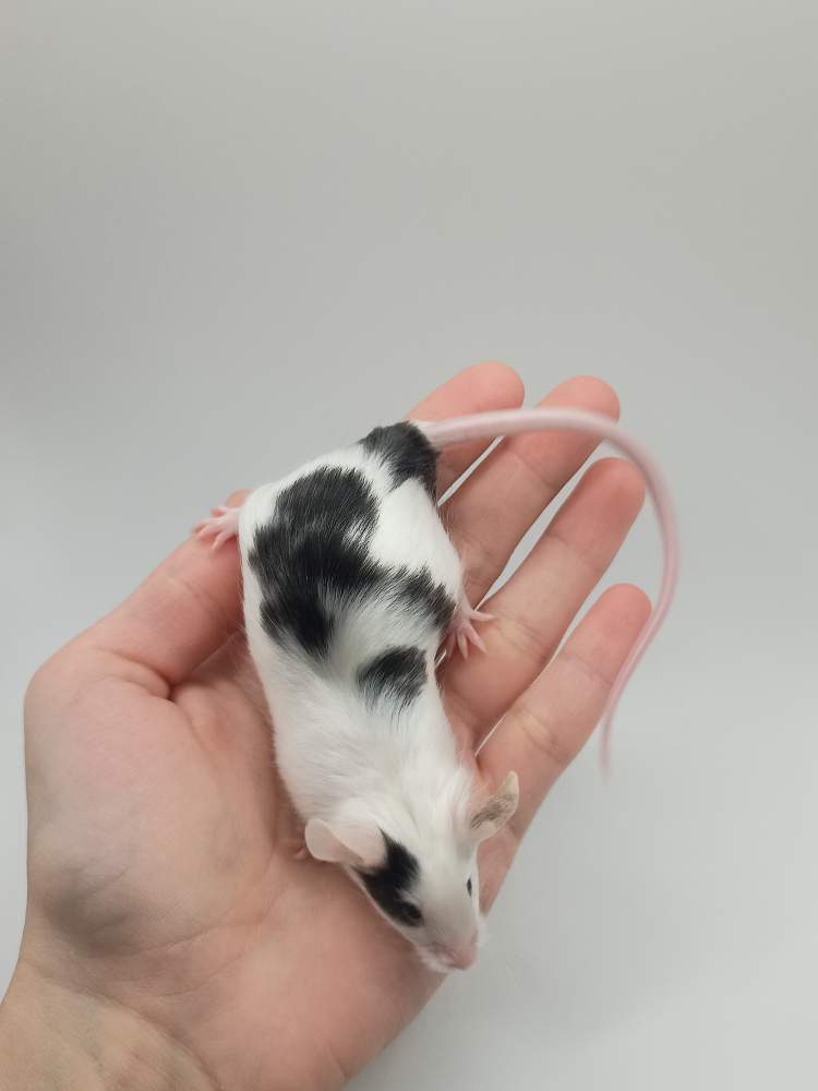 Fancy mouse Breeder Mus musculus 