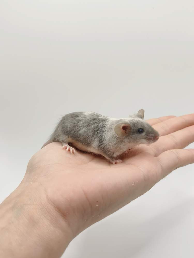Fancy mouse Breeder Mus musculus 