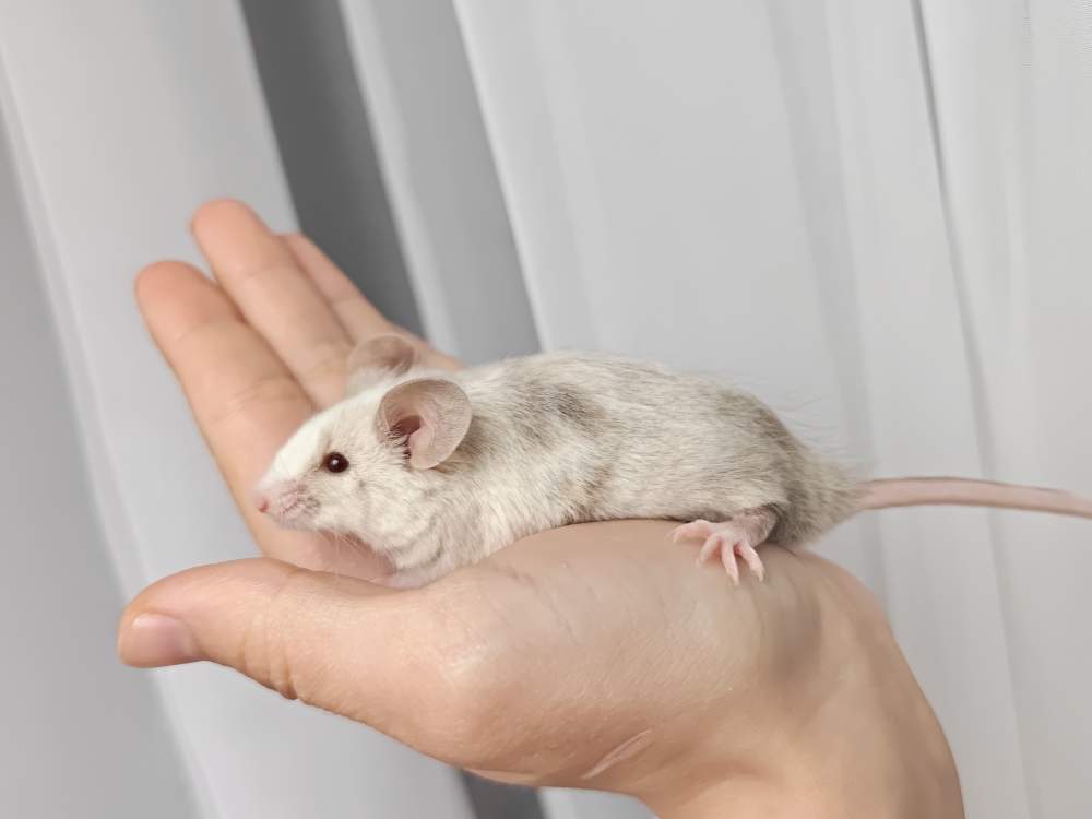 Fancy mouse Breeder Mus musculus 