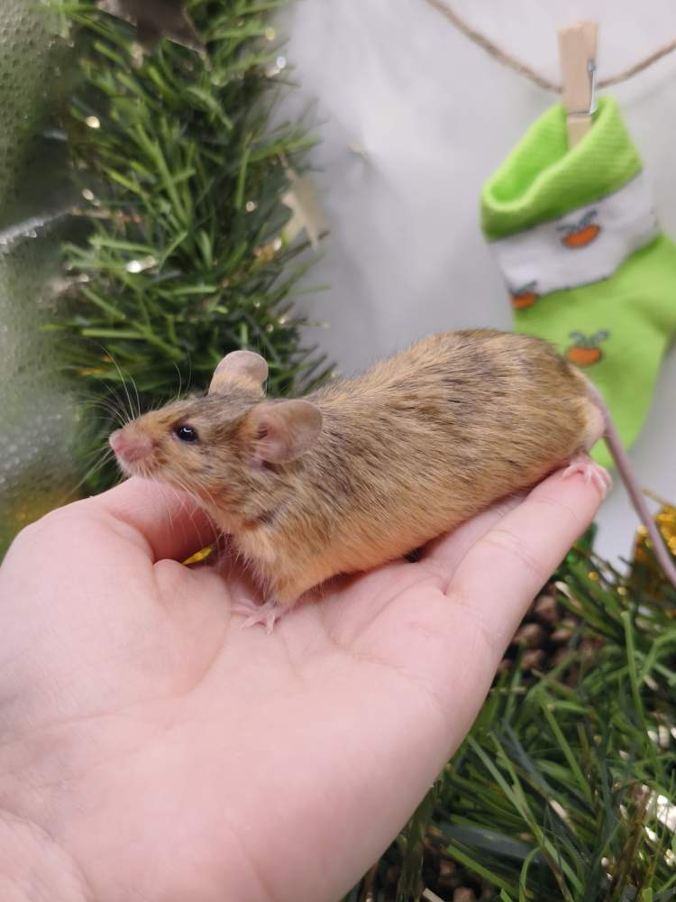 Fancy mouse Breeder Mus musculus 