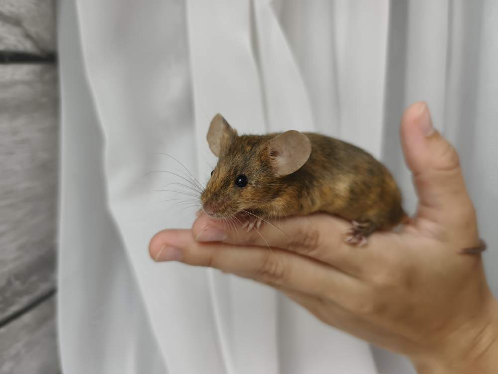 Fancy mouse Breeder Mus musculus 