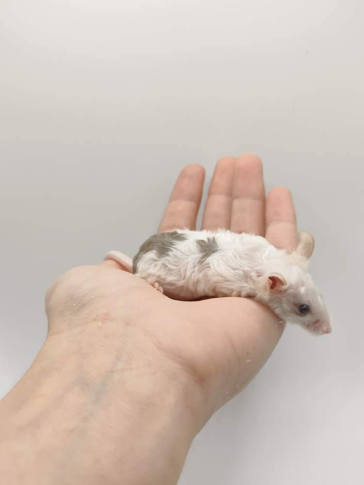 Fancy mouse Breeder Mus musculus 