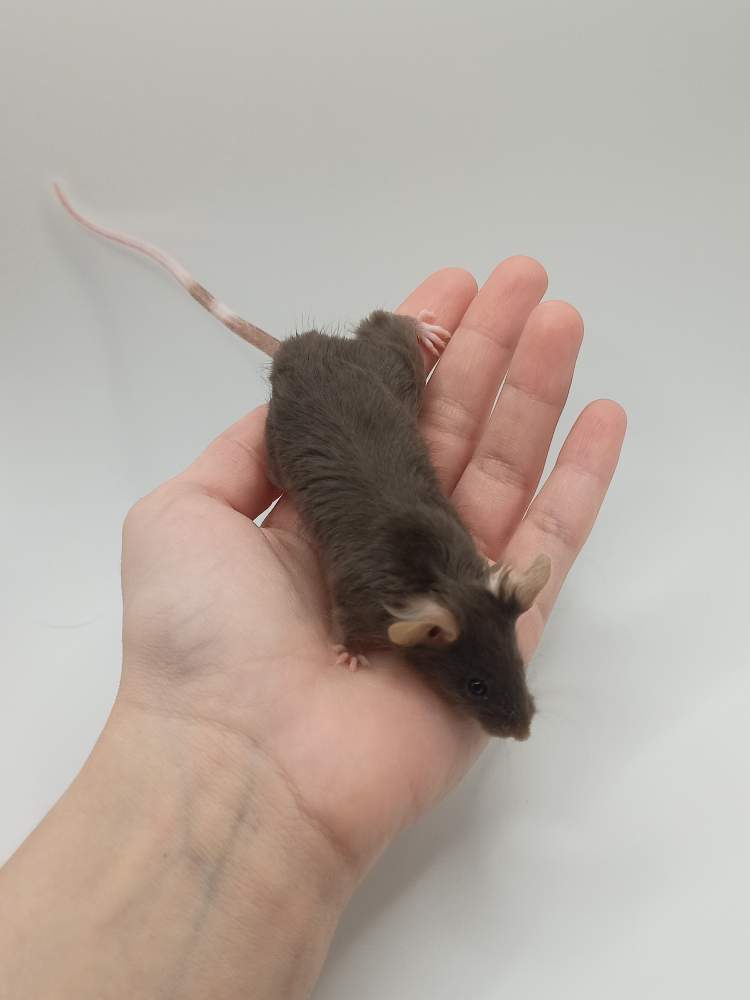 Fancy mouse Breeder Mus musculus 