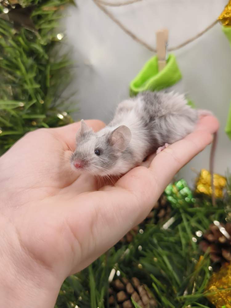 Fancy mouse Breeder Mus musculus 