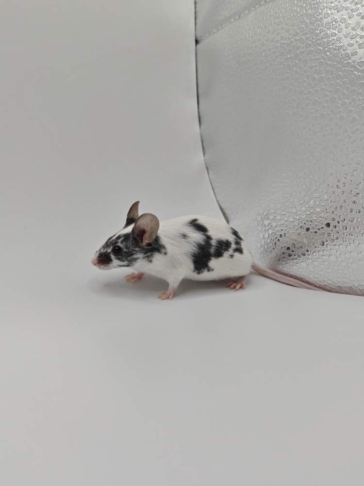 Fancy mouse Breeder Mus musculus 