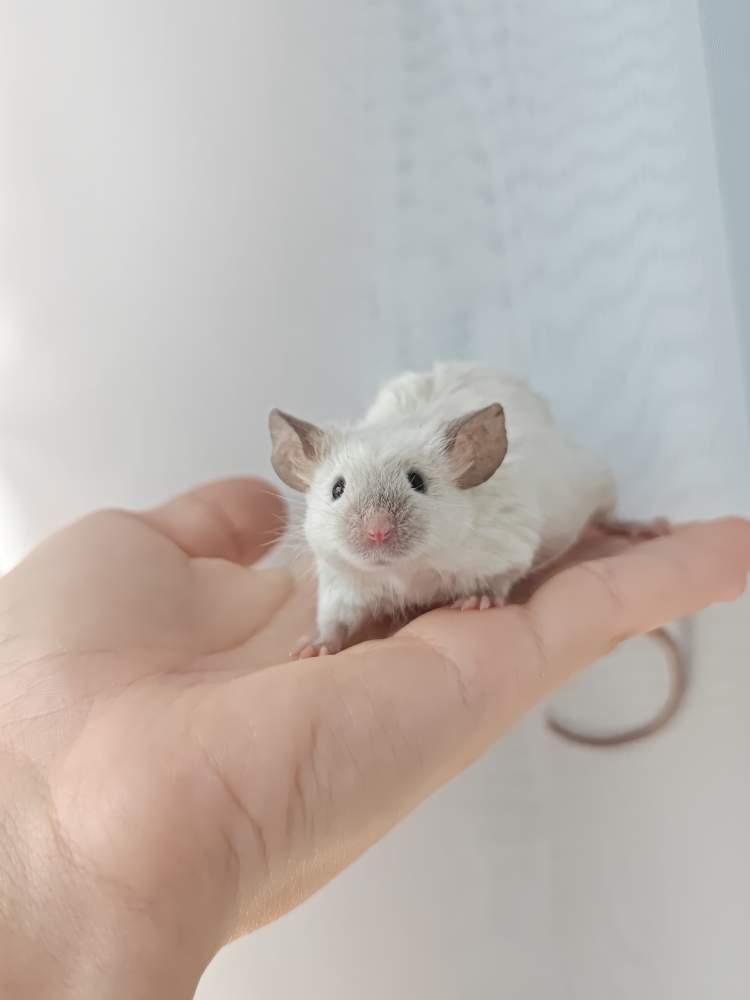 Fancy mouse Breeder Mus musculus 