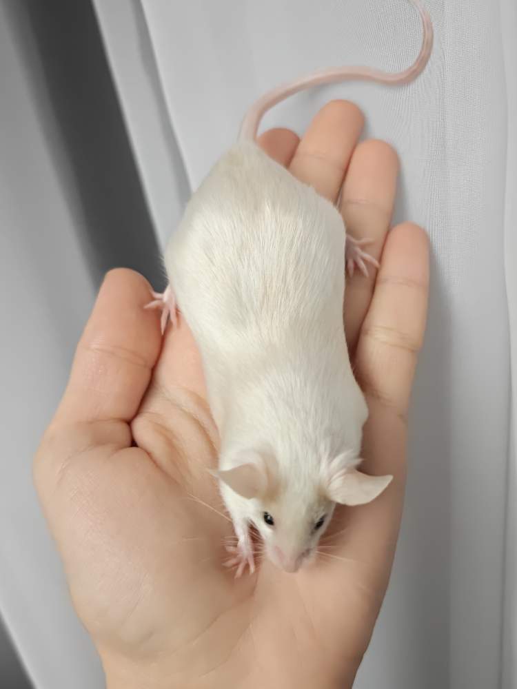 Fancy mouse Breeder Mus musculus 