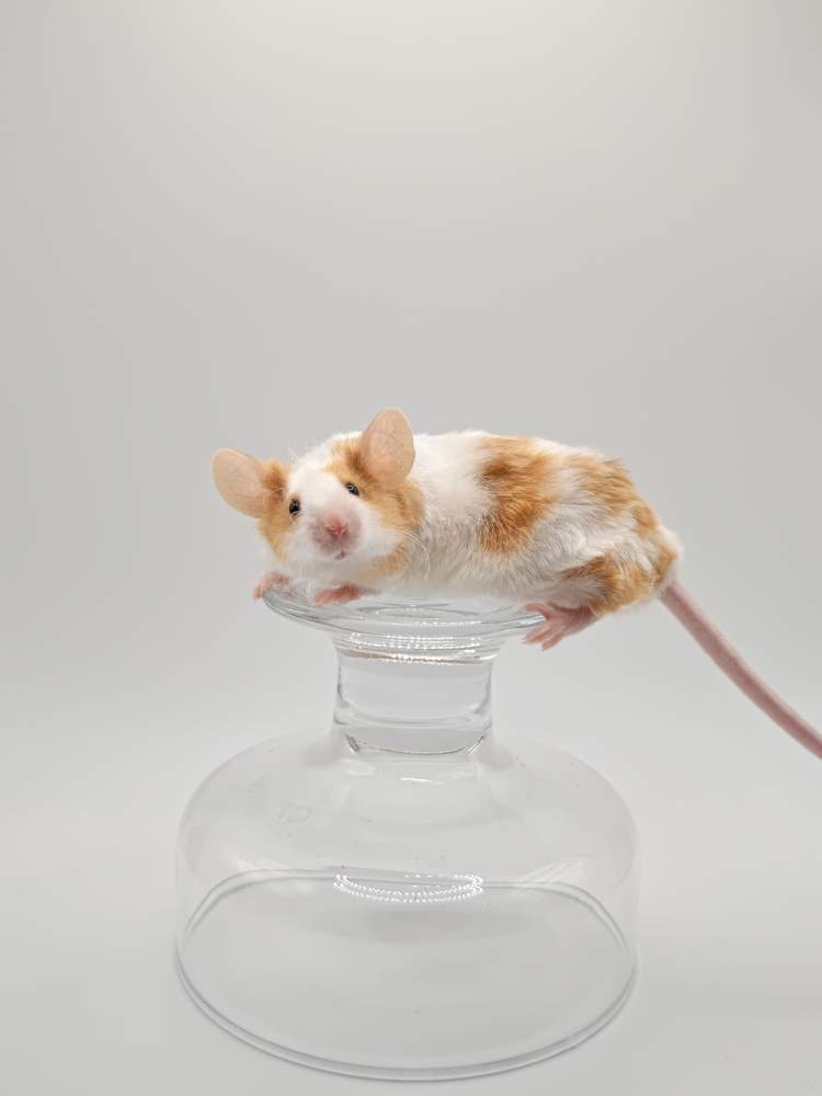 Fancy mouse Breeder Mus musculus 