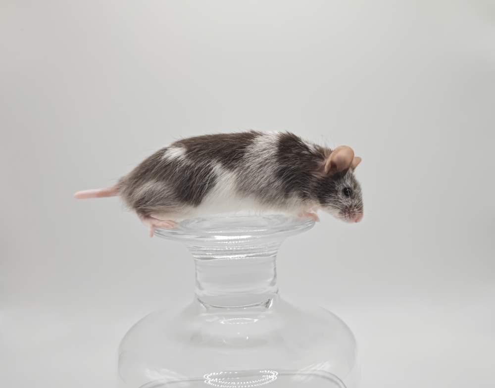 Fancy mouse Breeder Mus musculus 