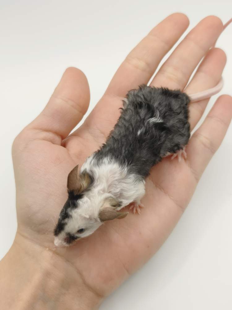 Fancy mouse Breeder Mus musculus 